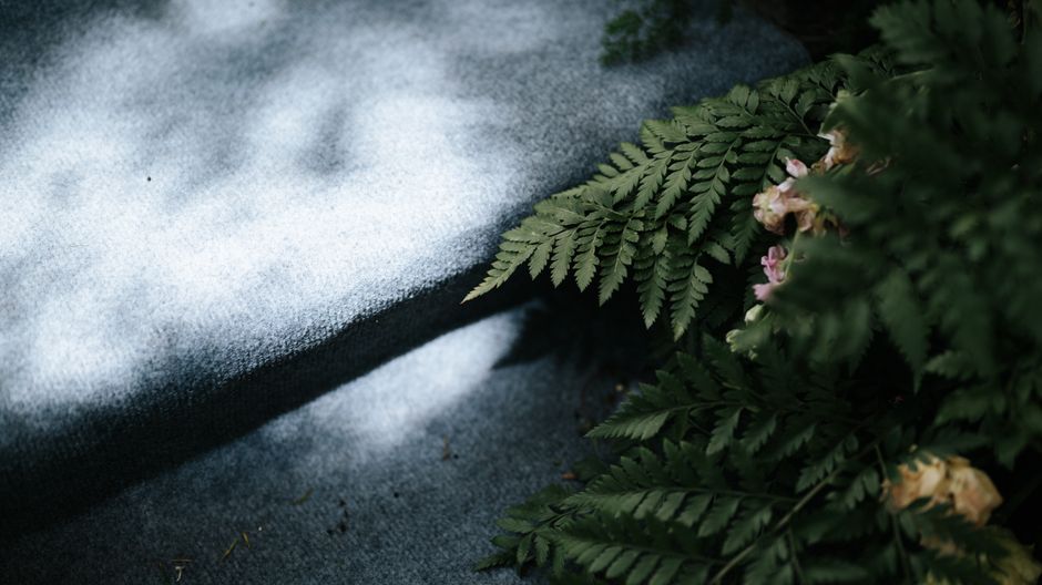 A close-up image of a garden pathway with a textured concrete surface, partially covered by shadows cast by nearby foliage. To the right, there are lush, green fern fronds with pointed leaflets, along